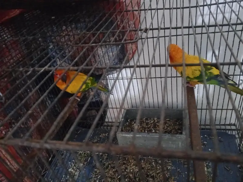 Sun conure breeder pair with DNA — photo 2