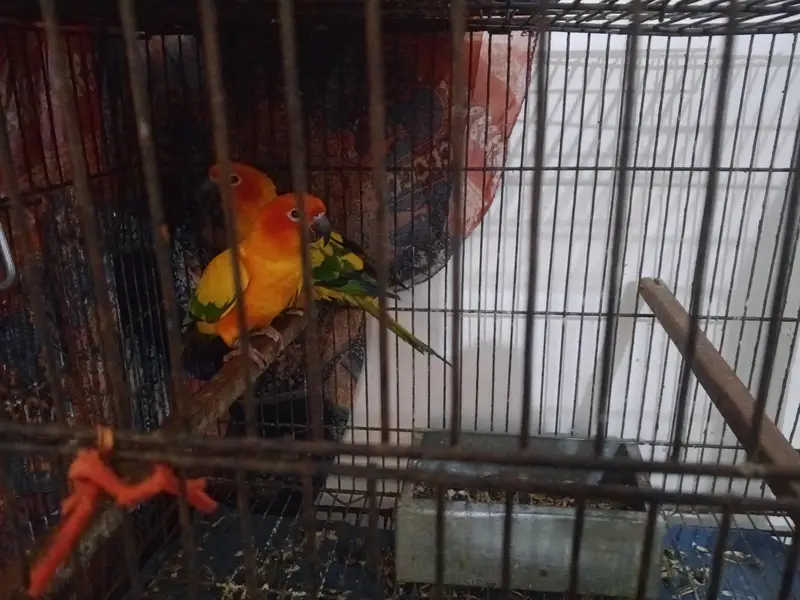 Sun conure breeder pair with DNA — photo 3