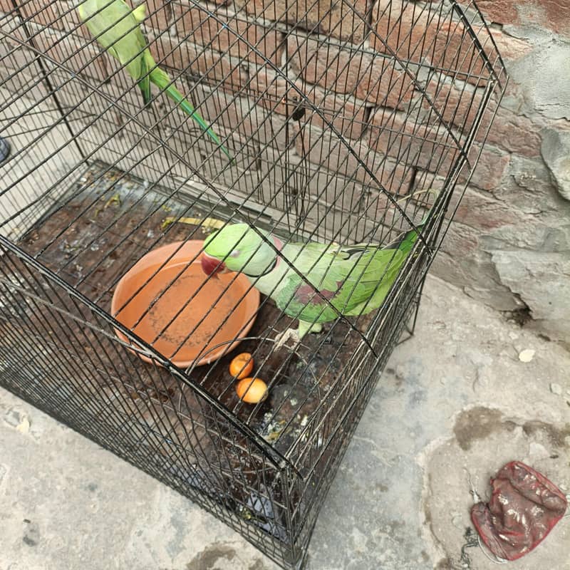 خوبصورت طوطا 0