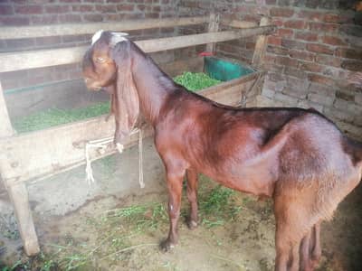 beetal nagra bakra