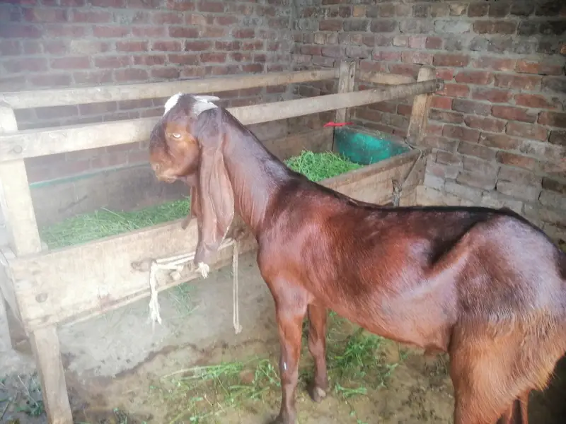 beetal nagra bakra — photo 2