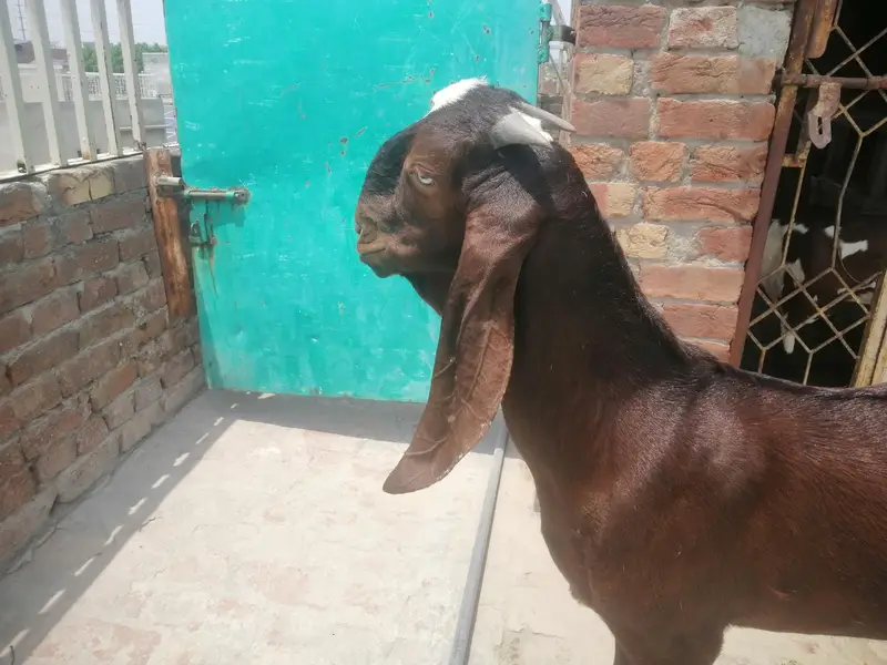 beetal nagra bakra — photo 3