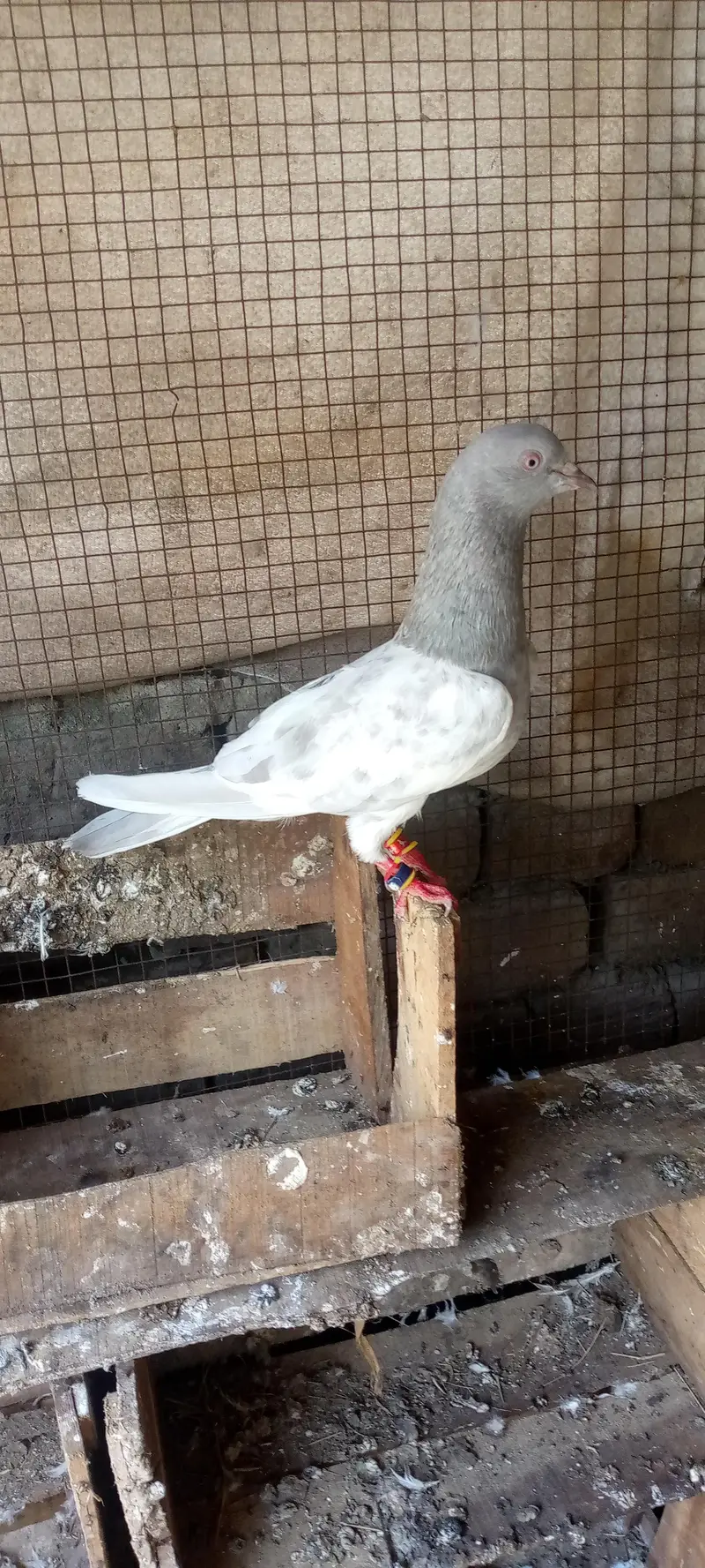 pure Shahjahanpuri pairs and pure khaki Male — photo 2