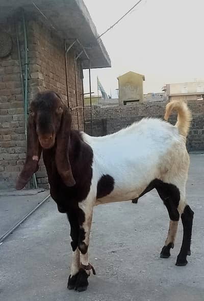 male Bakra