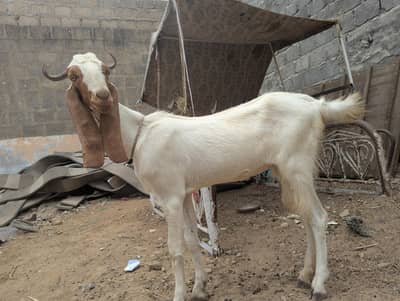 bakri 2 daant