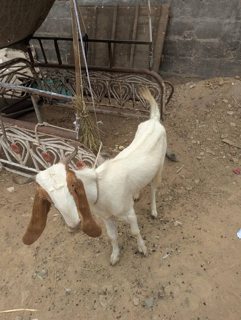 bakri 2 daant — photo 2