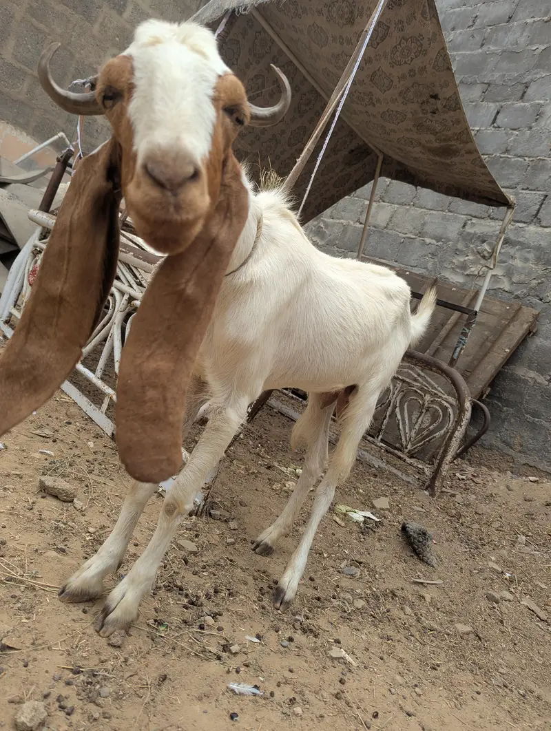 bakri 2 daant — photo 3