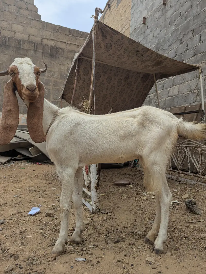 bakri 2 daant — photo 4