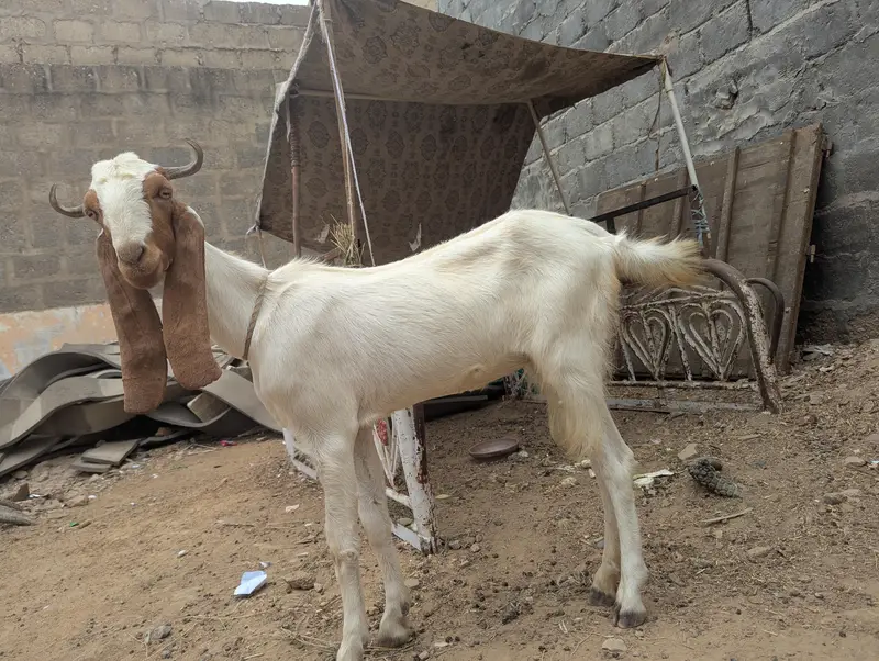 bakri 2 daant — photo 5