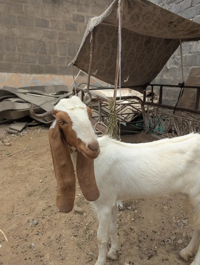 bakri 2 daant — photo 6