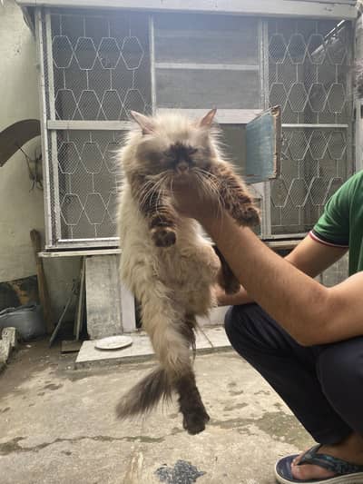 all age cats available