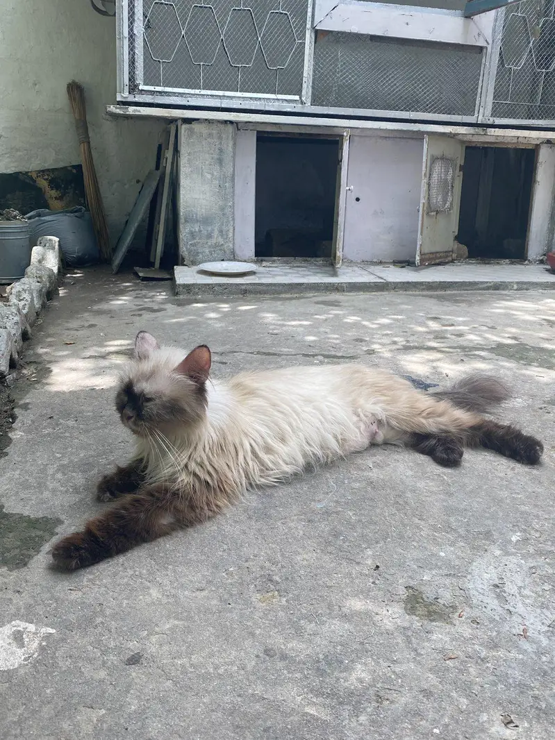 all age cats available — photo 2