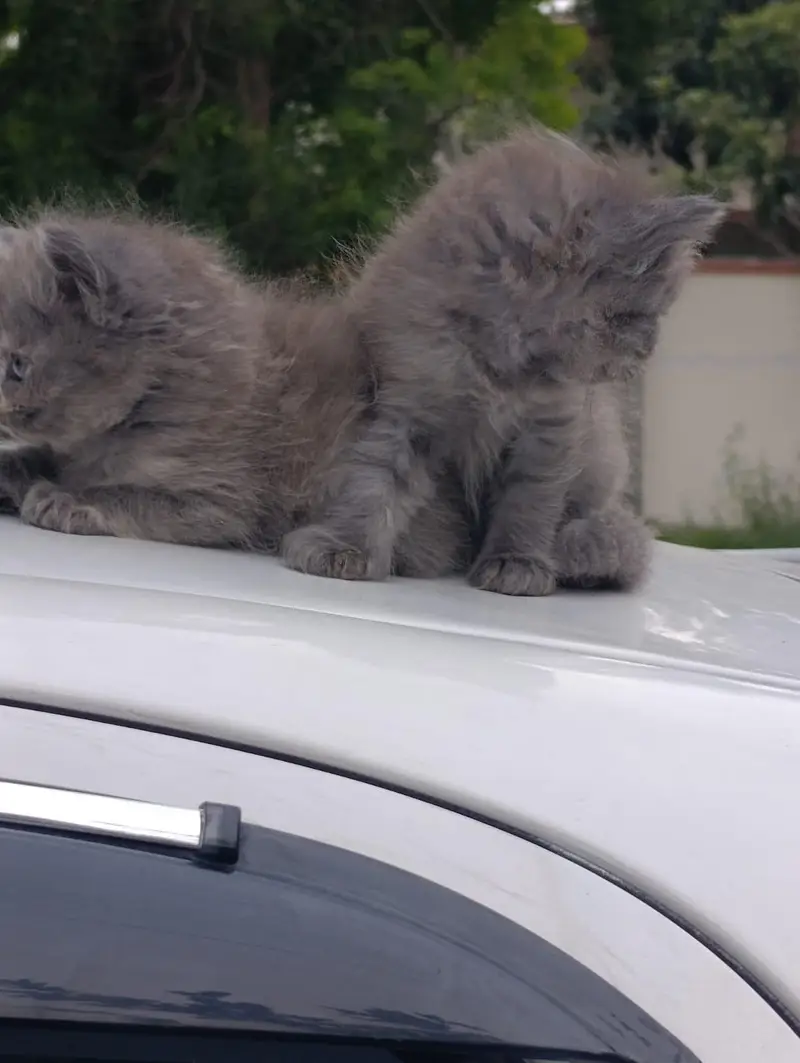 all age cats available — photo 3