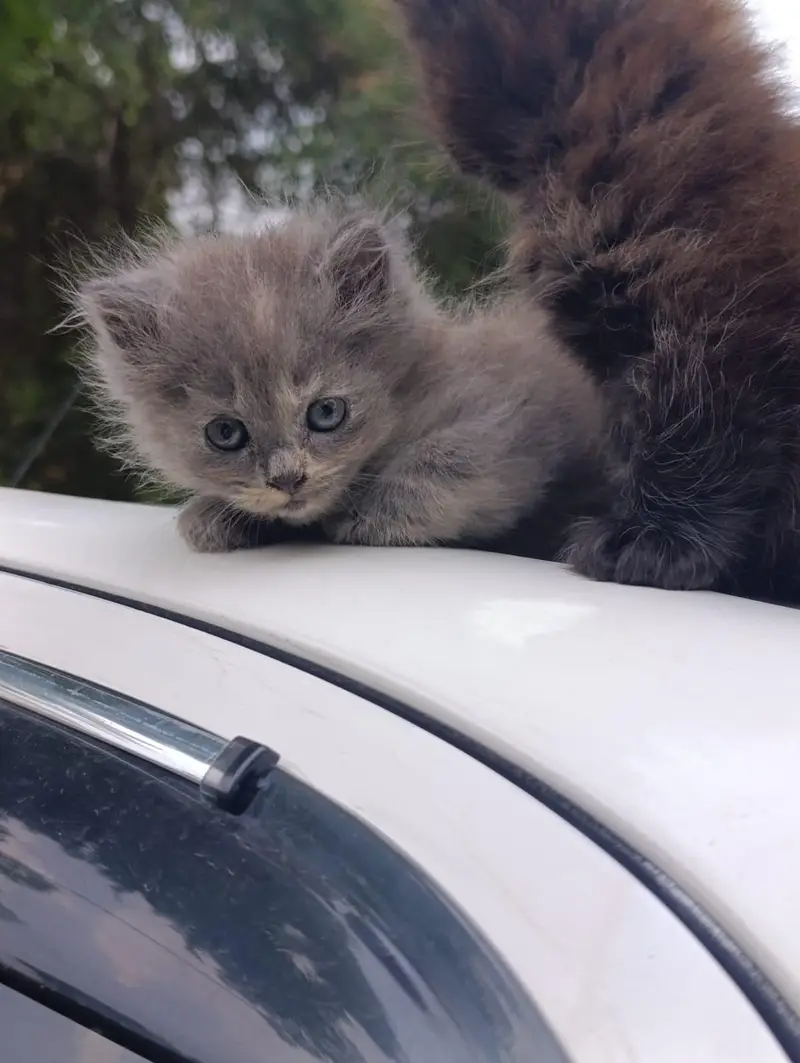 all age cats available — photo 4