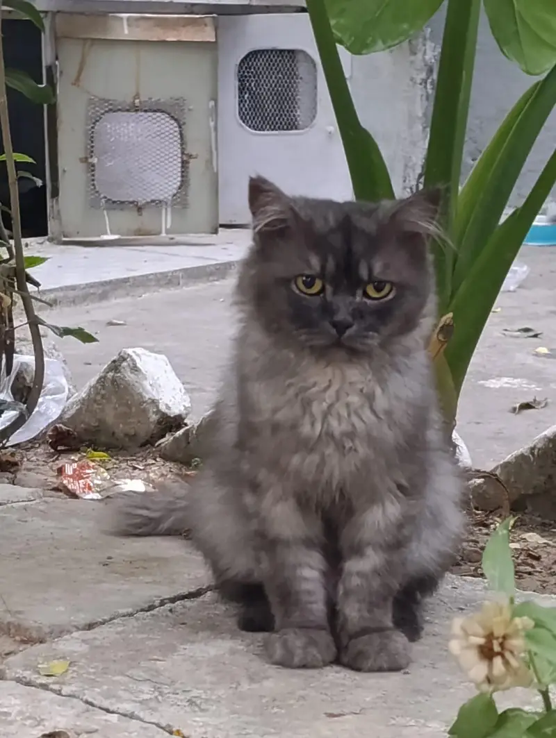 all age cats available — photo 5