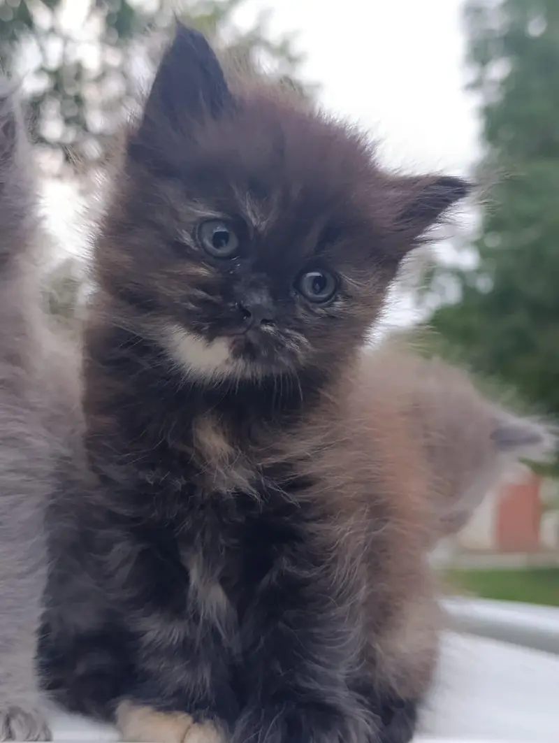all age cats available — photo 6