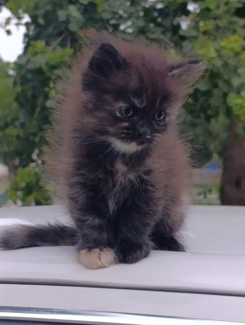 all age cats available — photo 7