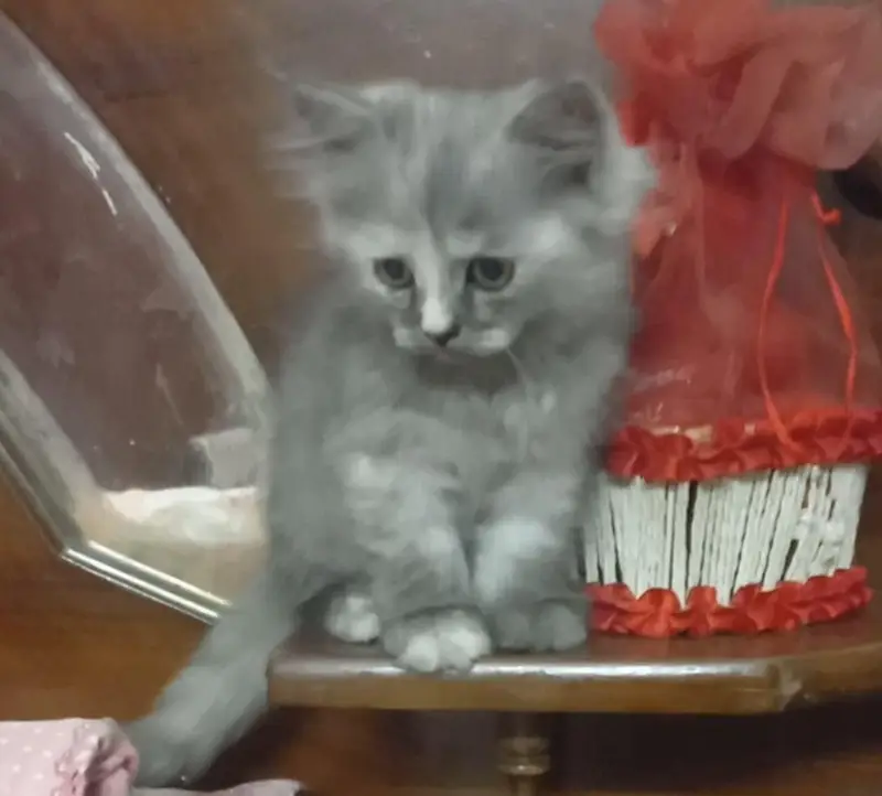 all age cats available — photo 8