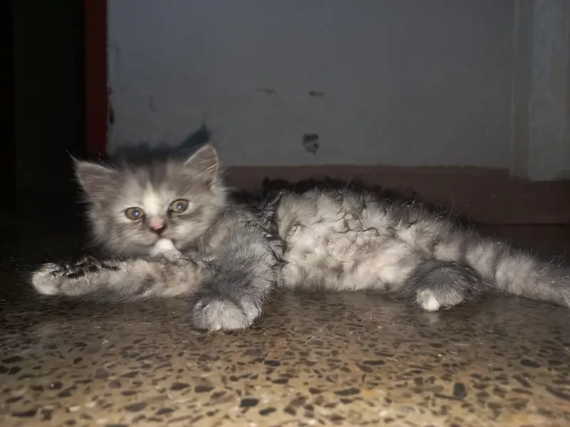 all age cats available — photo 9