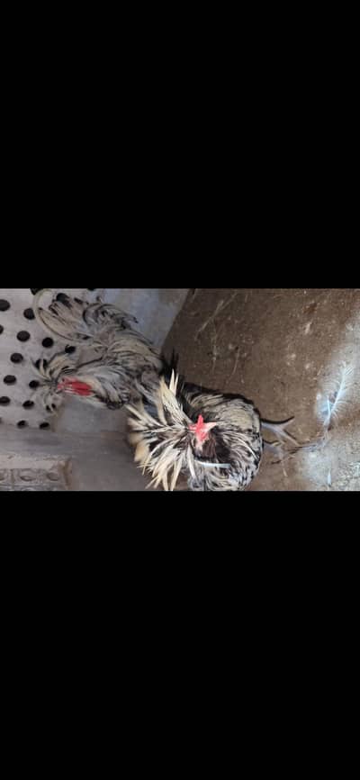 white buff ,golden buff ,polish , subrite,ayam cemani