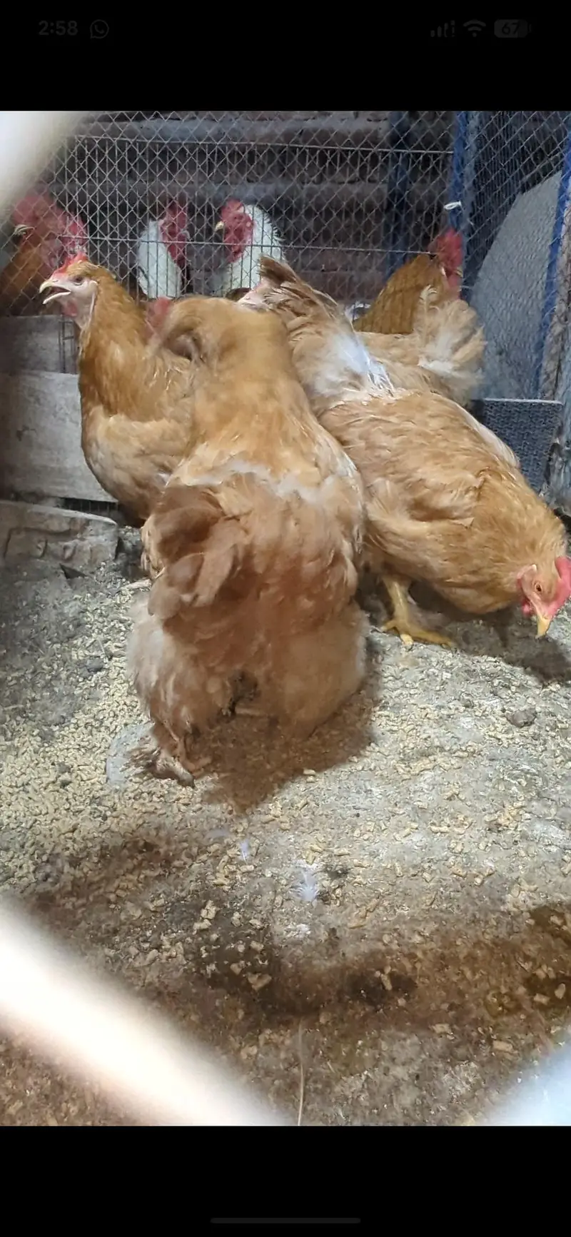 white buff ,golden buff ,polish , subrite,ayam cemani — photo 2