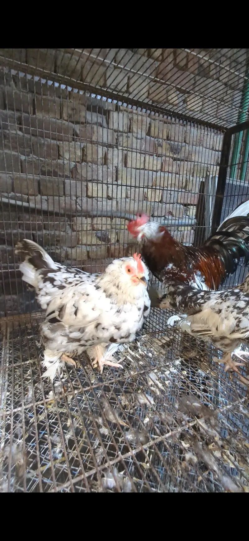 white buff ,golden buff ,polish , subrite,ayam cemani — photo 3