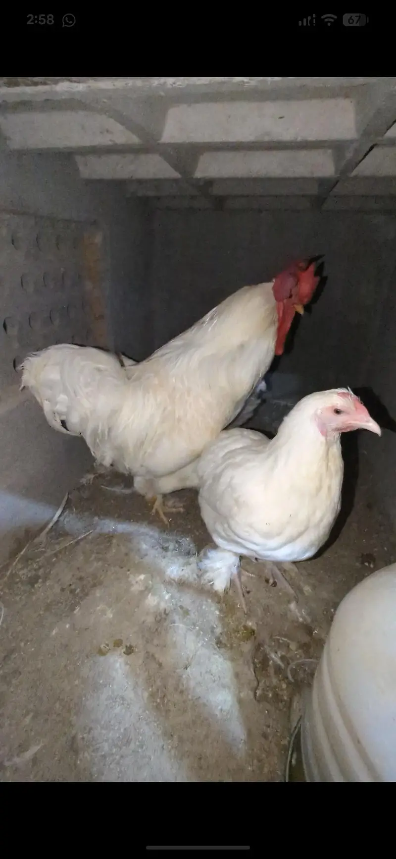 white buff ,golden buff ,polish , subrite,ayam cemani — photo 5