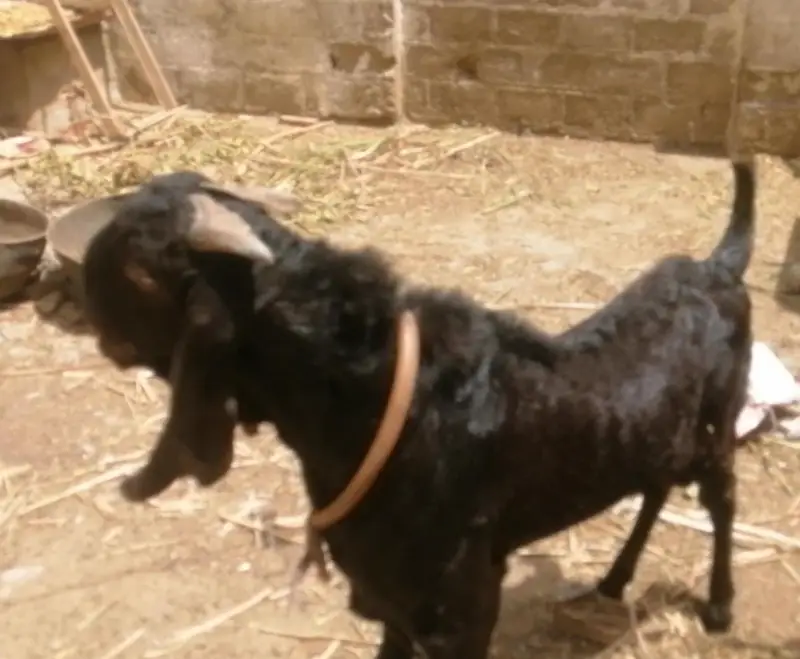 black beetal — photo 2