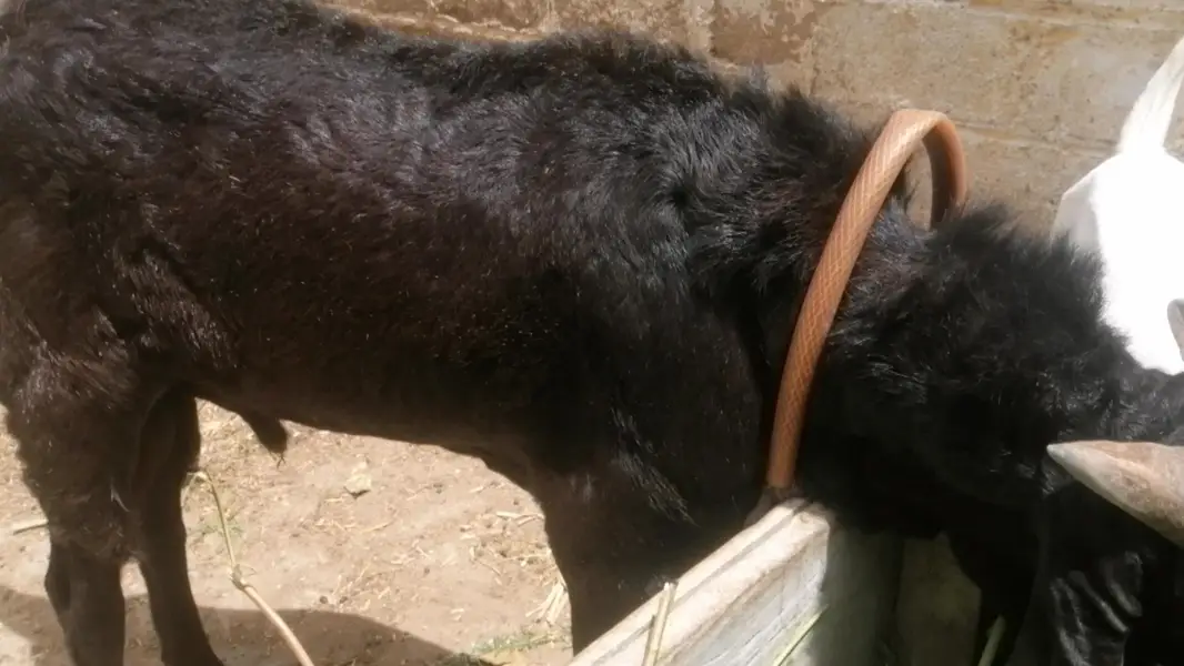 black beetal — photo 3