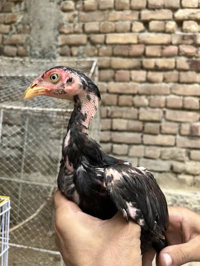 Lasani aseel cross 3 males 1 female