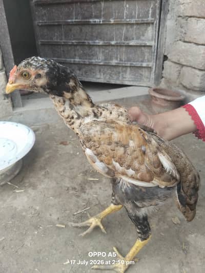 Aseel hens for  sale in multan