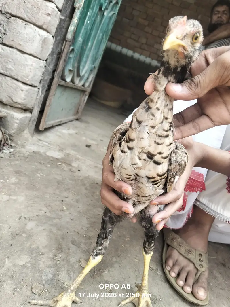 Aseel hens for  sale in multan — photo 2