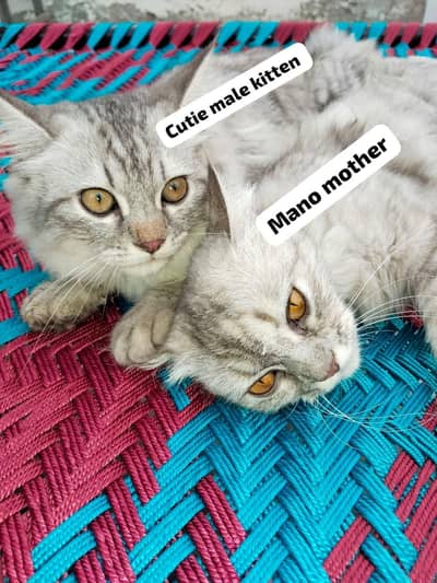 3 coated Persian cat for sale  . 3 cats for sale
