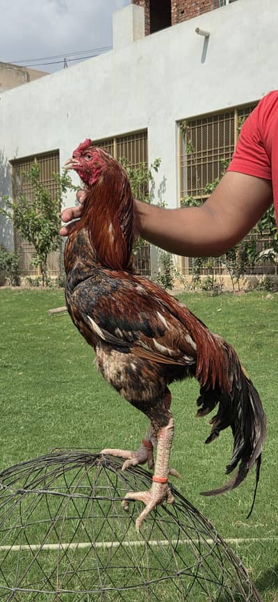 Sale hens