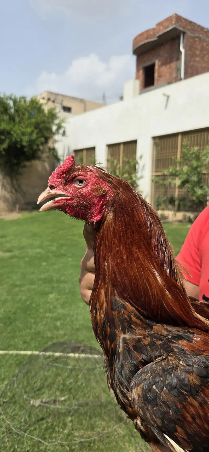 Sale hens — photo 3