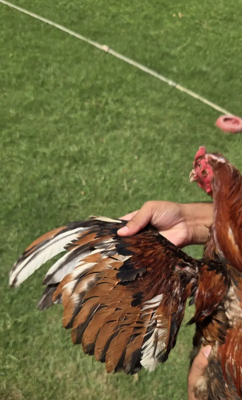 Sale hens — photo 4