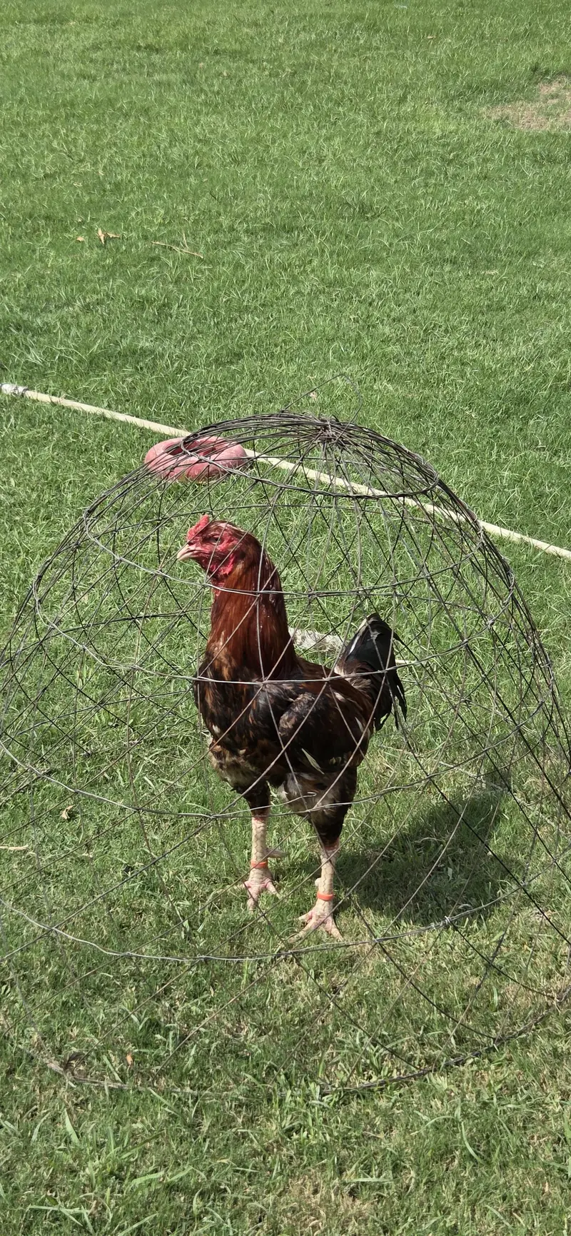 Sale hens — photo 5