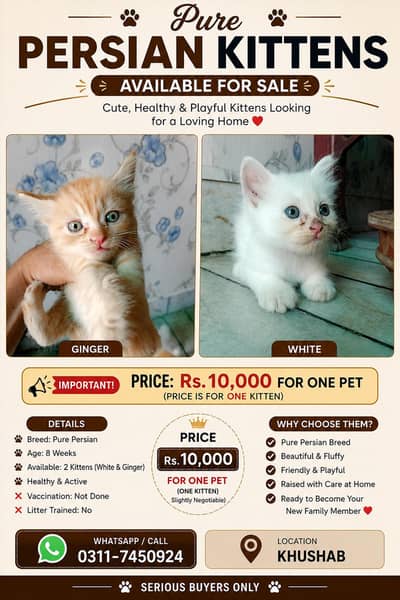 Pure Persian Kittens for Sale | 8 Weeks | Healthy