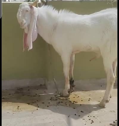 Gulabi Bakra FOR SALE