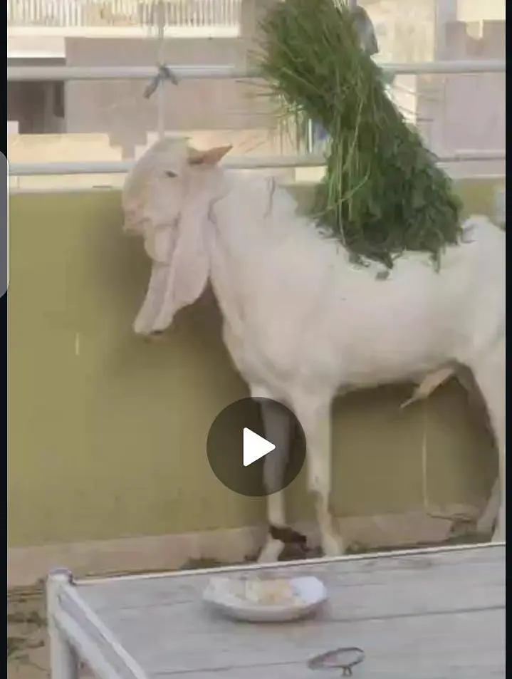 Gulabi Bakra FOR SALE — photo 2