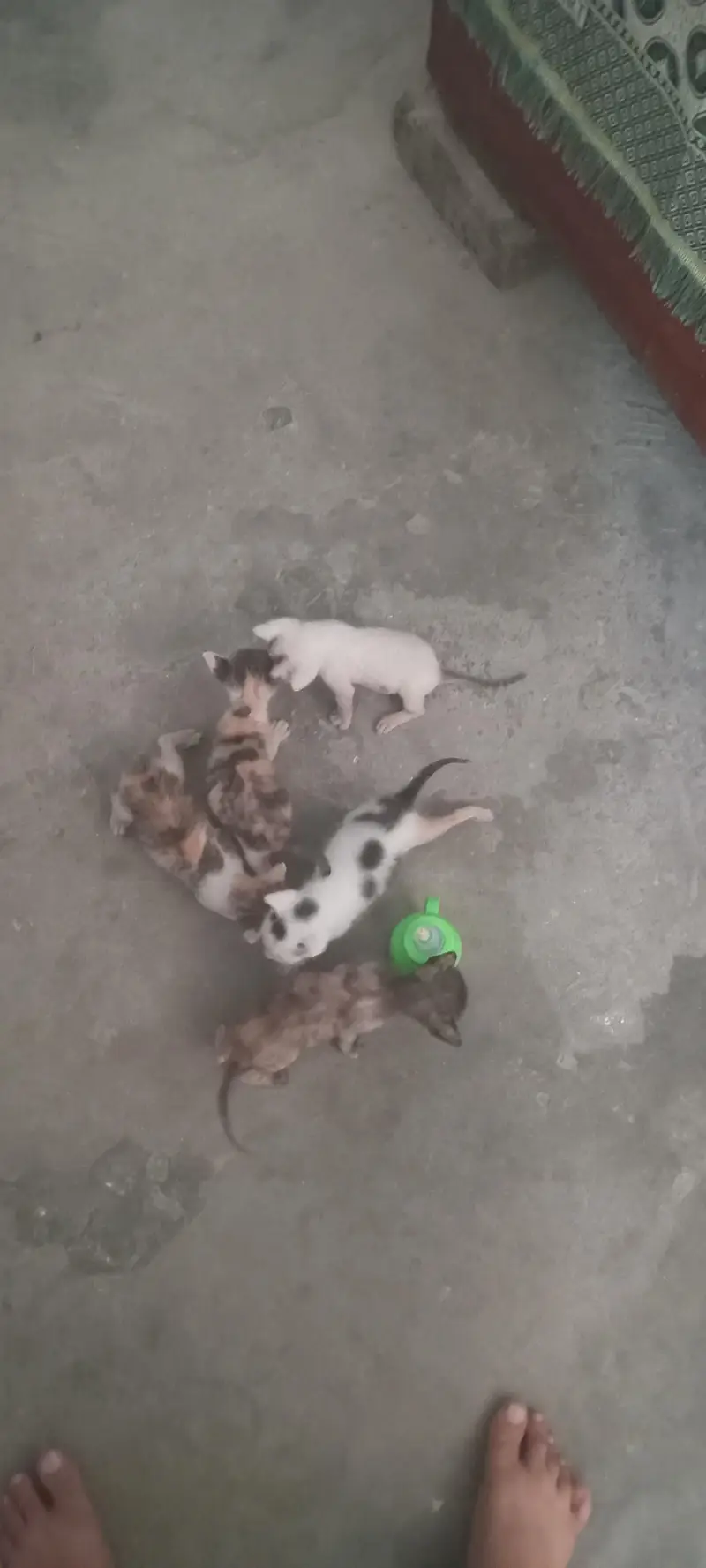Bili k bachy hain billi mr gai hai — photo 2