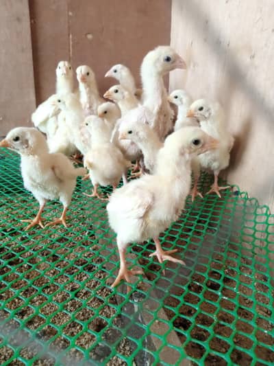 German white shamo