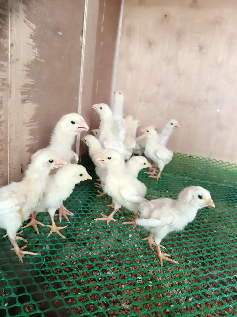 German white shamo — photo 2