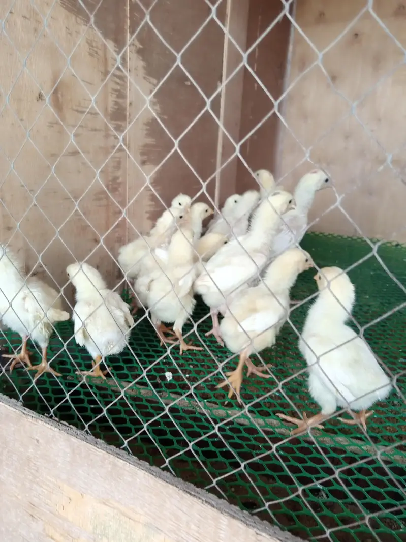 German white shamo — photo 3