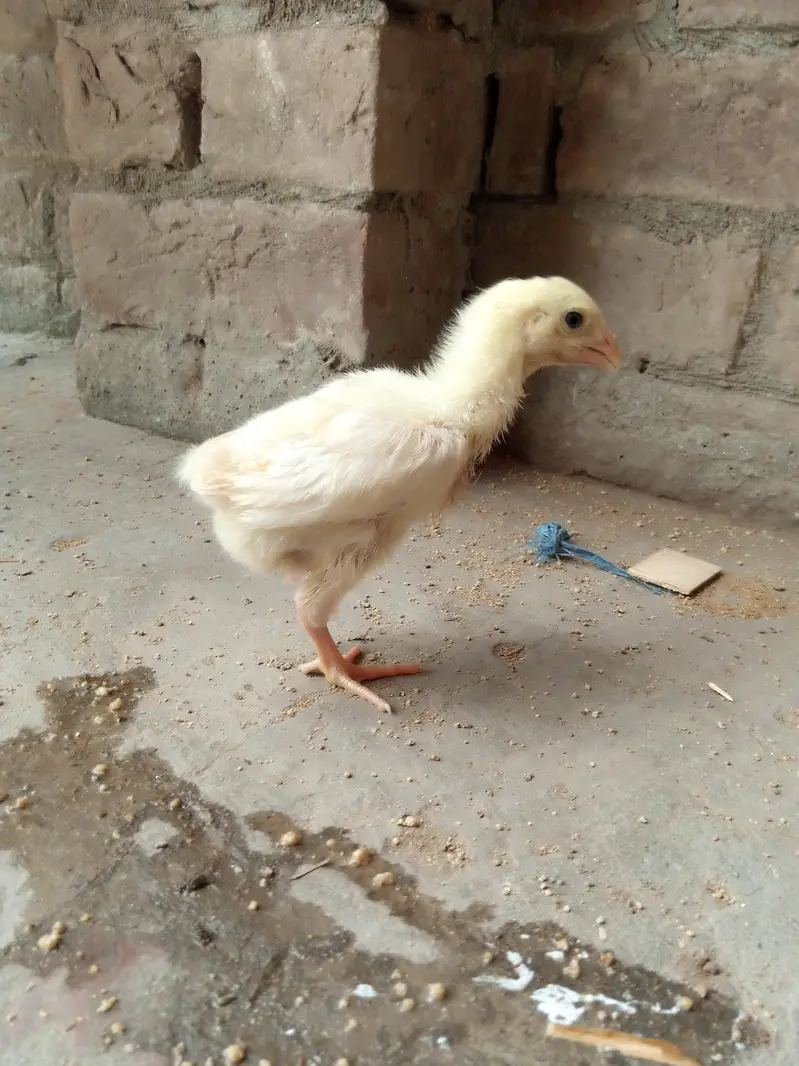 German white shamo — photo 4