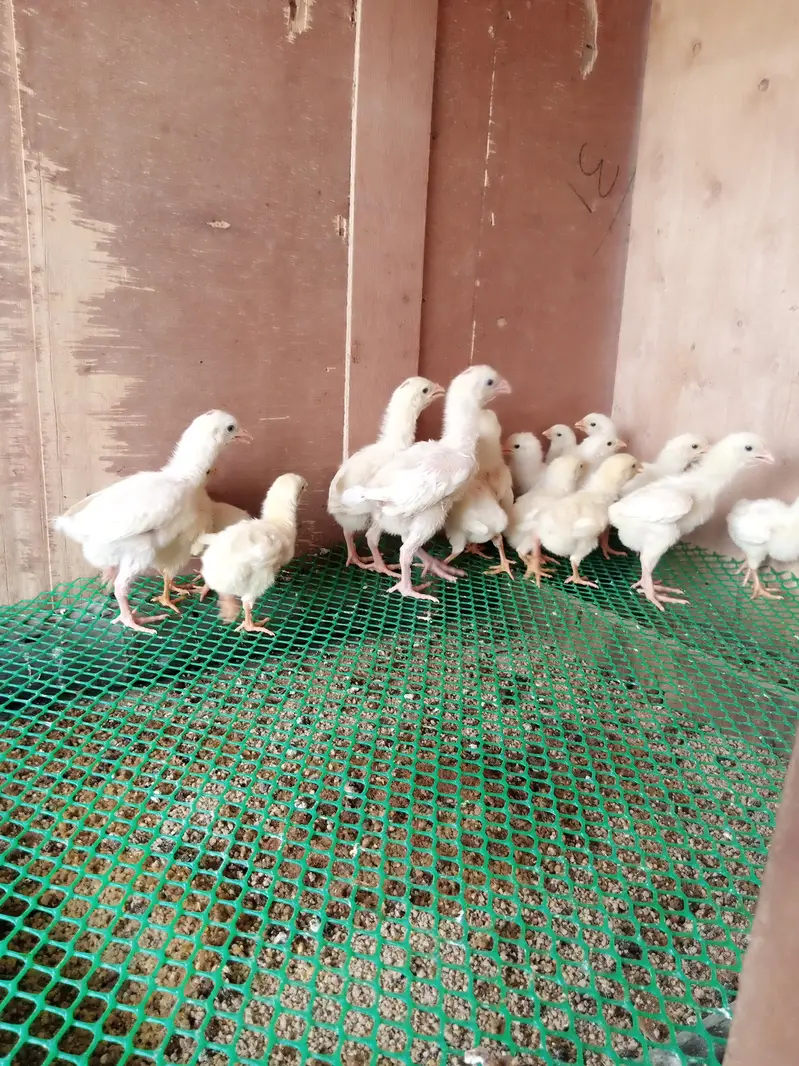 German white shamo — photo 10