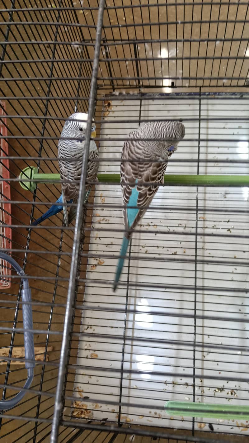 Combo working pair 0