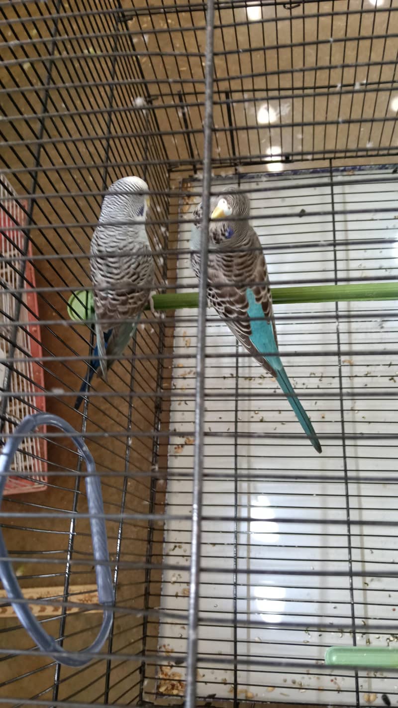 Combo working pair 3