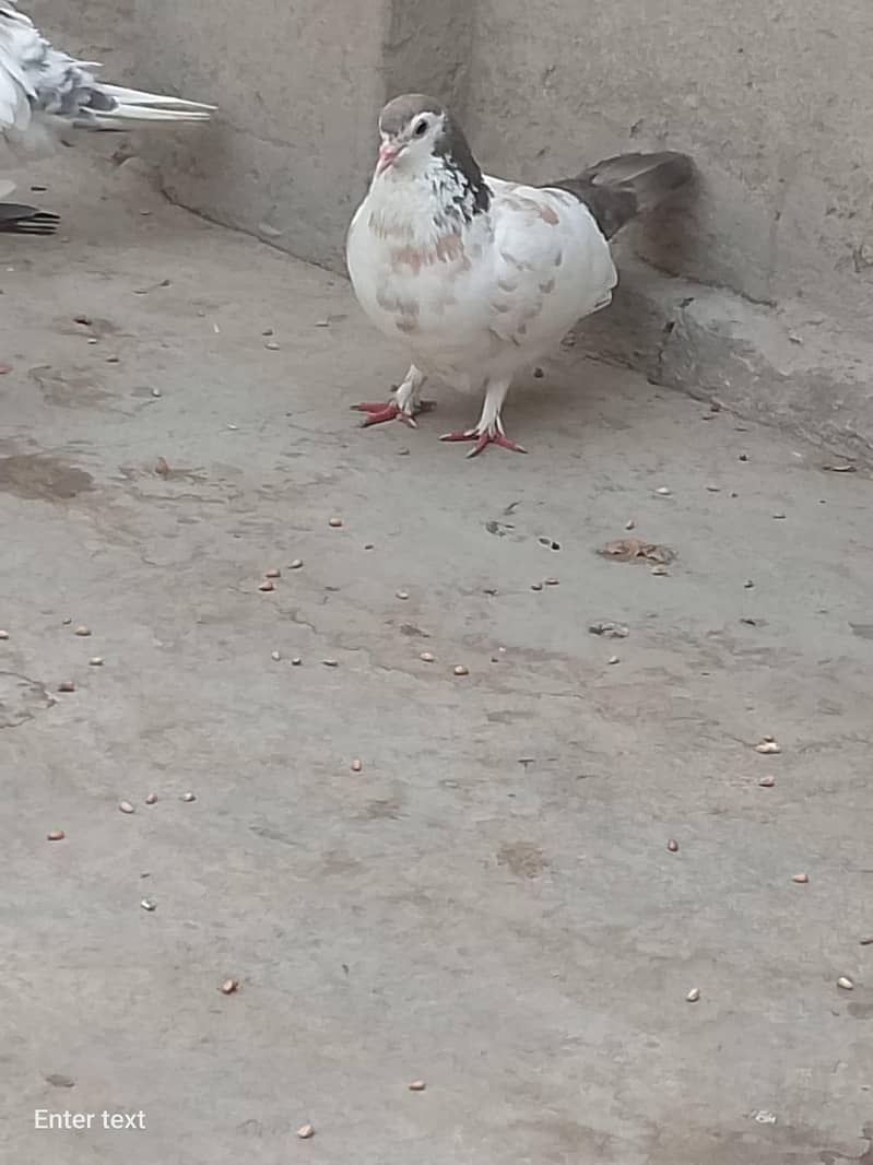 peagon 1