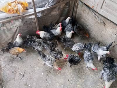pure fayoumi misri male for sale